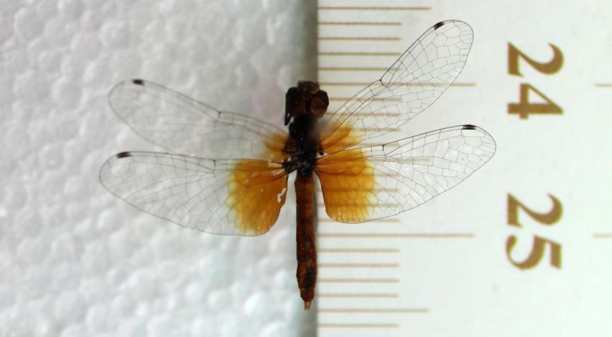 　　chinese museum discovers world's smallest dragonflies